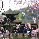 京都でお花見デート　（おすすめコース編）